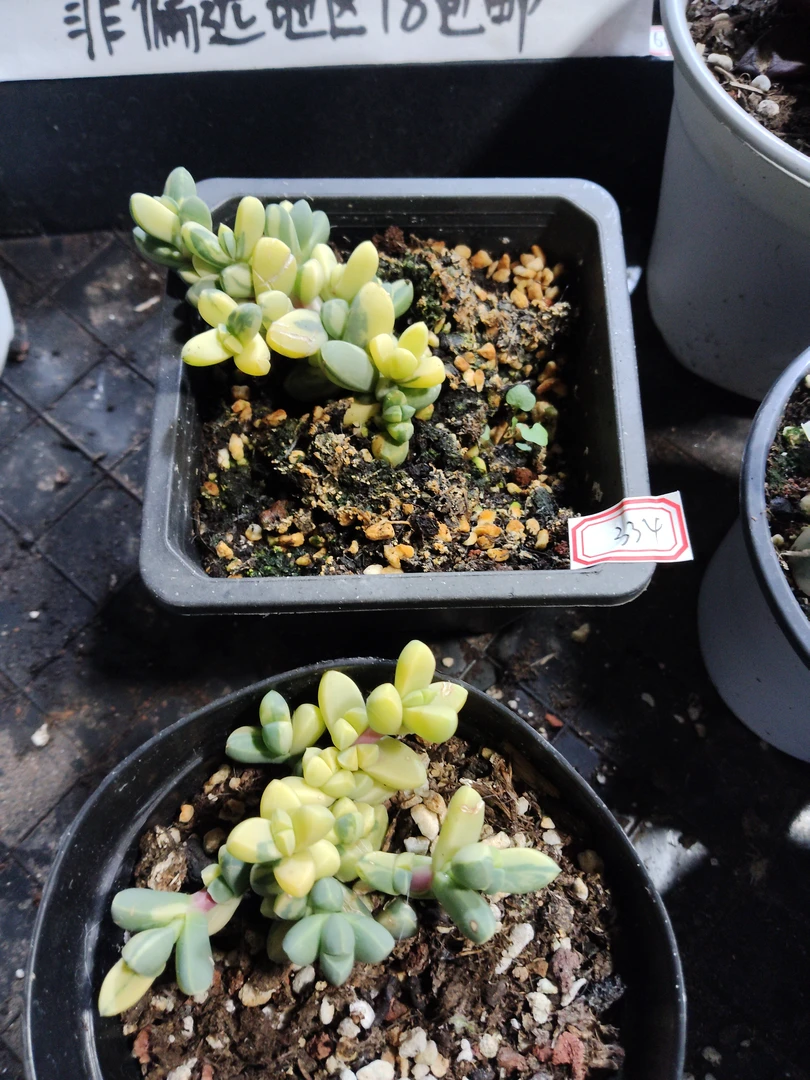 非偏远18包邮  一物一拍  10厘米盆 A334鹿角锦2颗