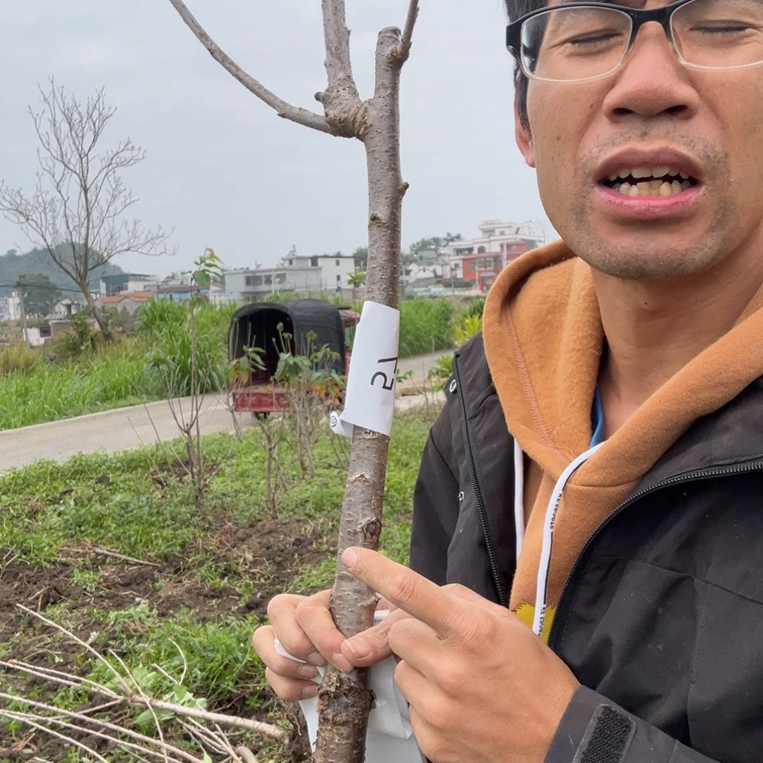 当前无花栽培后可以开花57