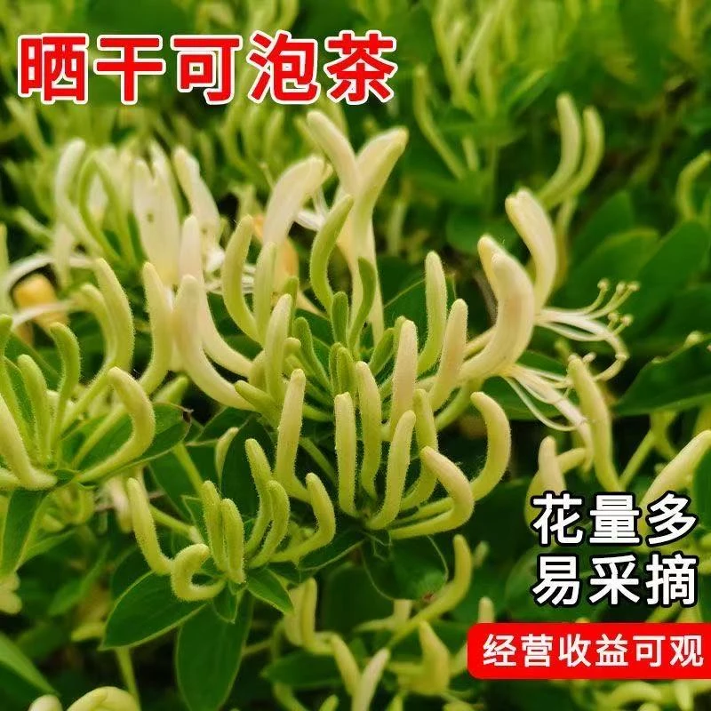 可食用金银花盆栽四季多彩盆栽地栽室内室外阳台庭院南北方种植