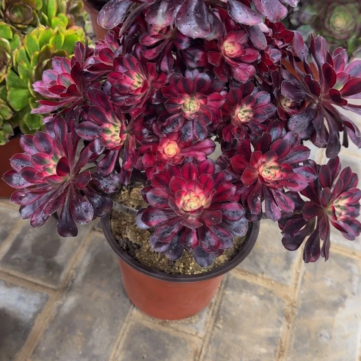 柠*茶香奈儿捧花212肉肉