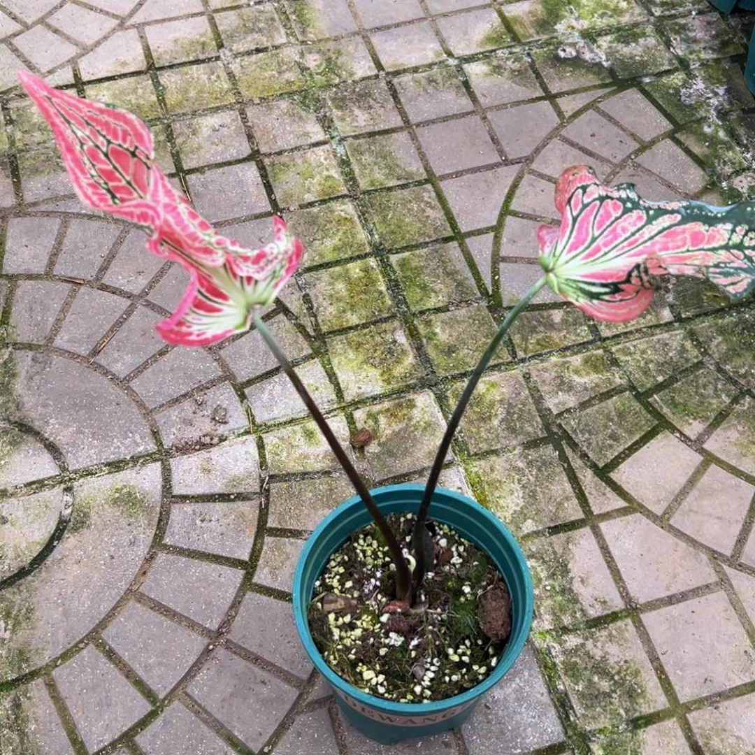 不***兽完全开放6364泰彩