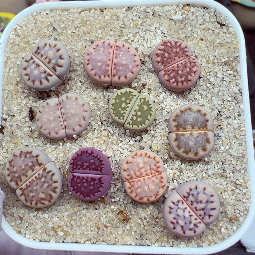 完全开放优秀的肉肉617-5