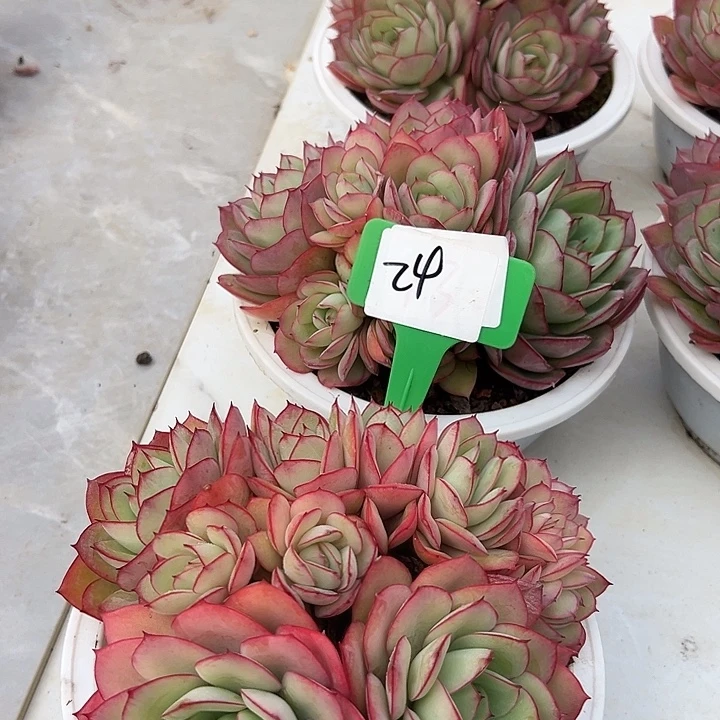 24牡丹亭带盆一个多肉