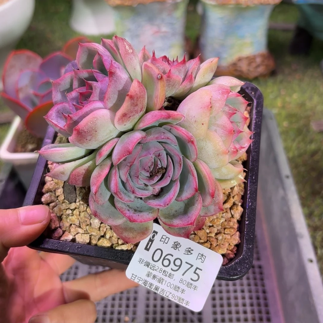 多肉植物6975～%gg