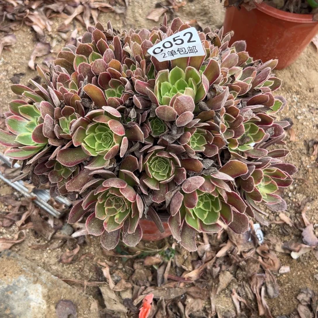 052多肉   金丝捋 不包断头