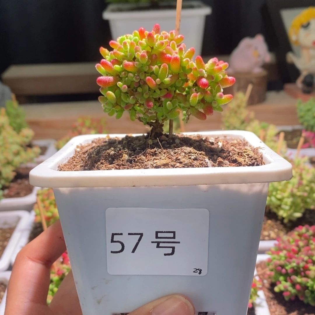 蜜橘带盆土发货一物一拍