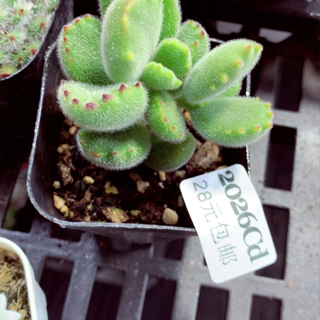 5厘米盆精控多肉2026