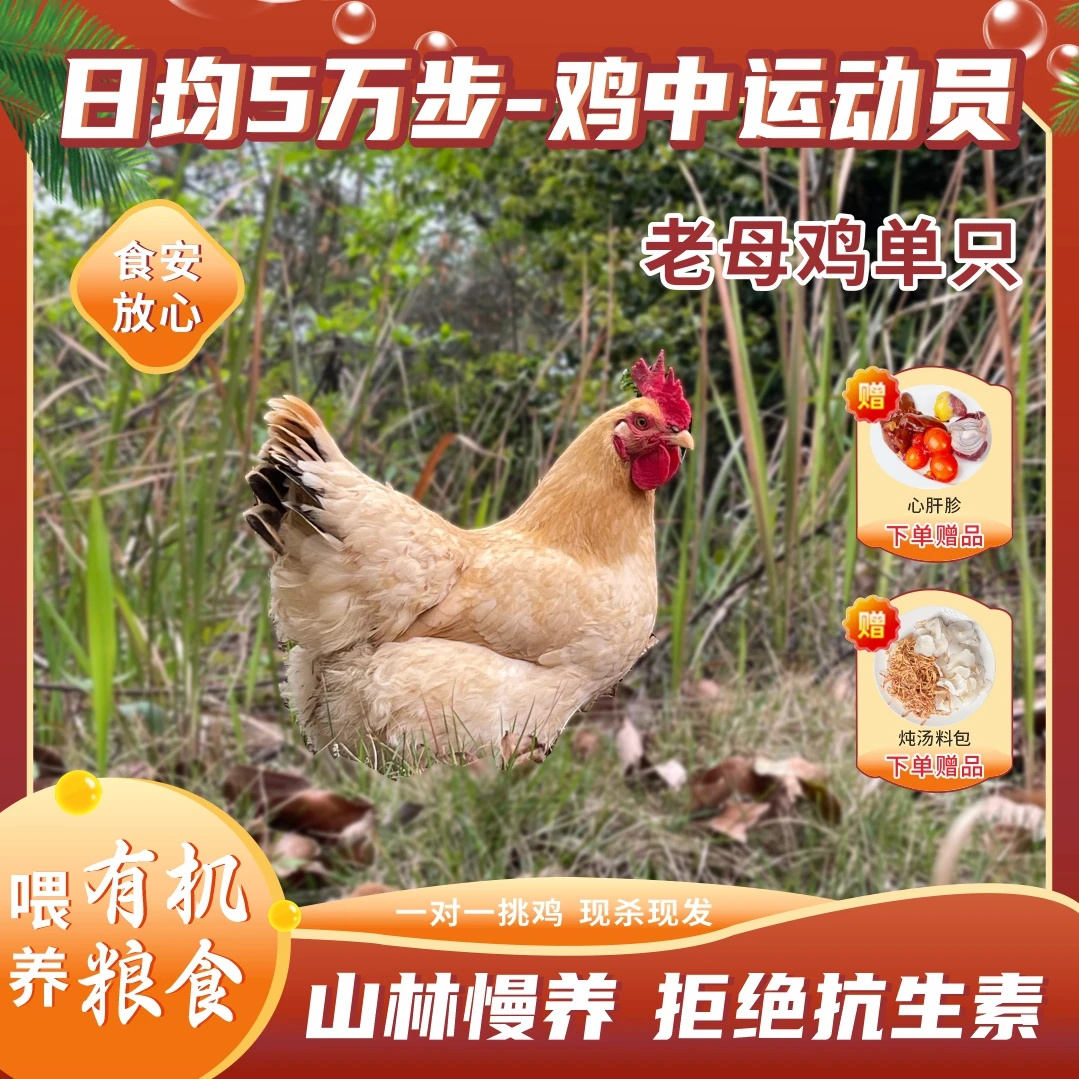 一年以上老母鸡毛重6斤正宗农村散养土鸡走地鸡散养土鸡纯种土鸡