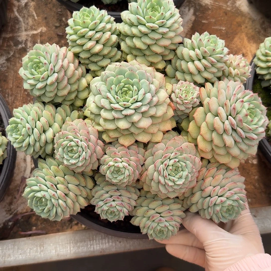 熊猫脸整无砍群生多肉