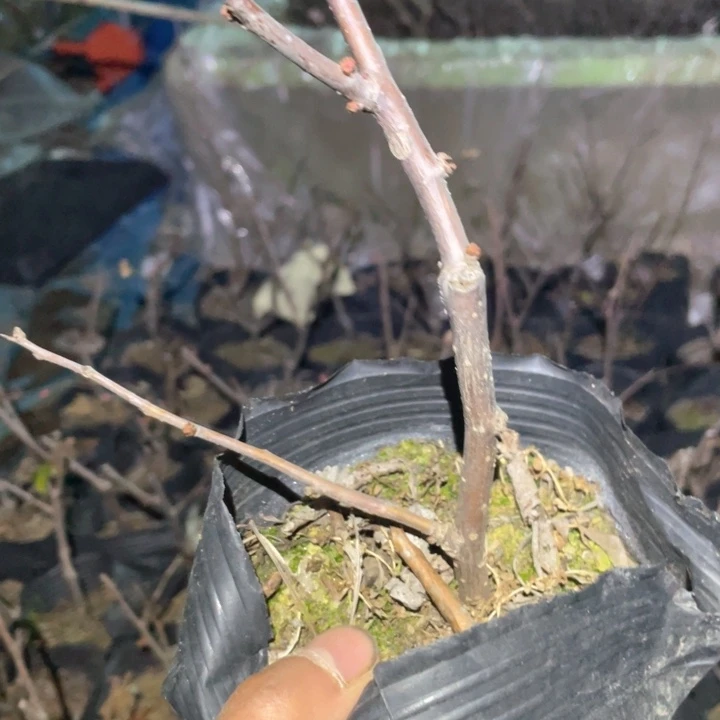 原生东洋锦海棠花一颗