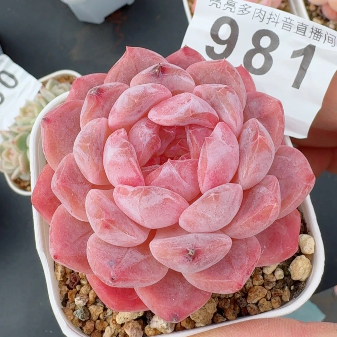 粉魄         精品多肉