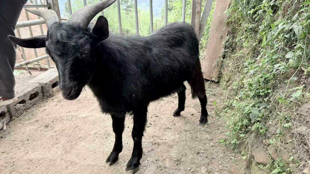 贵州散养黑山羊 （整羊，半扇空运包邮）