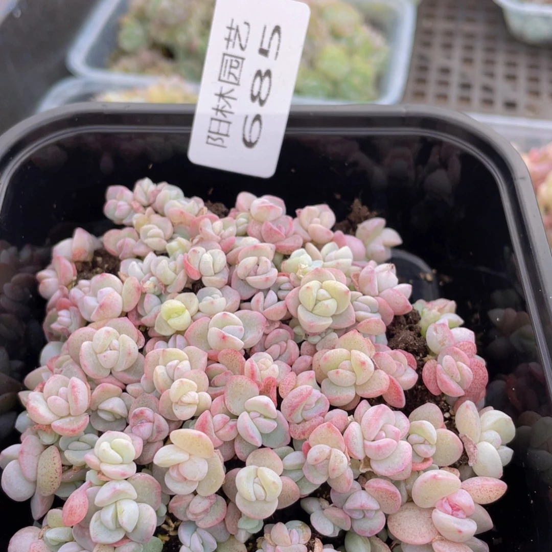 多肉植物多肉植物685