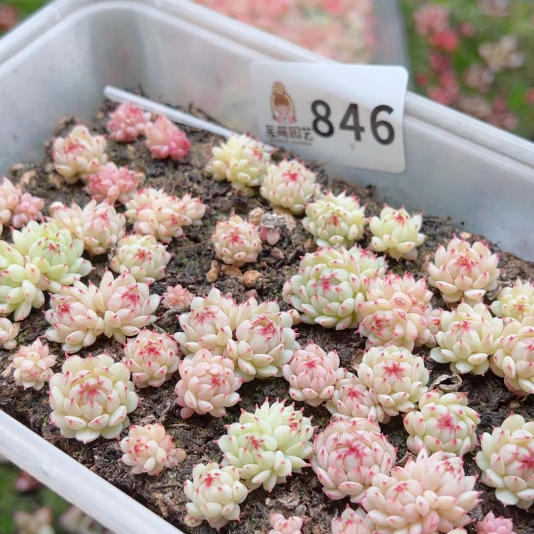 多肉植物多肉植物