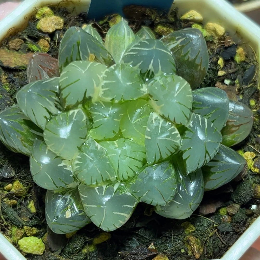 恭喜发财大吉大利0316地泉