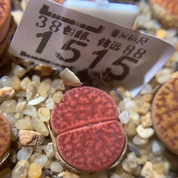 Zzz精品生石花1515