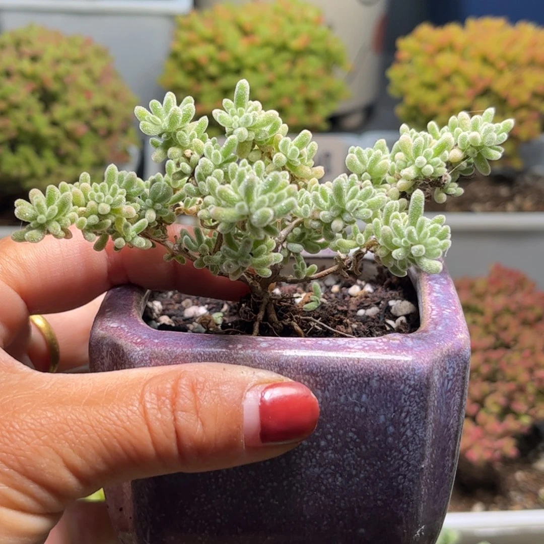 初*紫冰晶优选枝干番杏