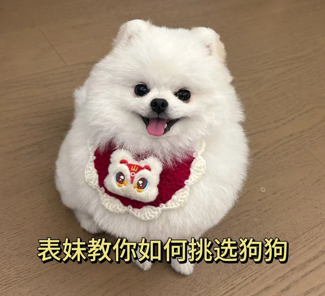表妹教你如何挑选毛孩子 宇2
