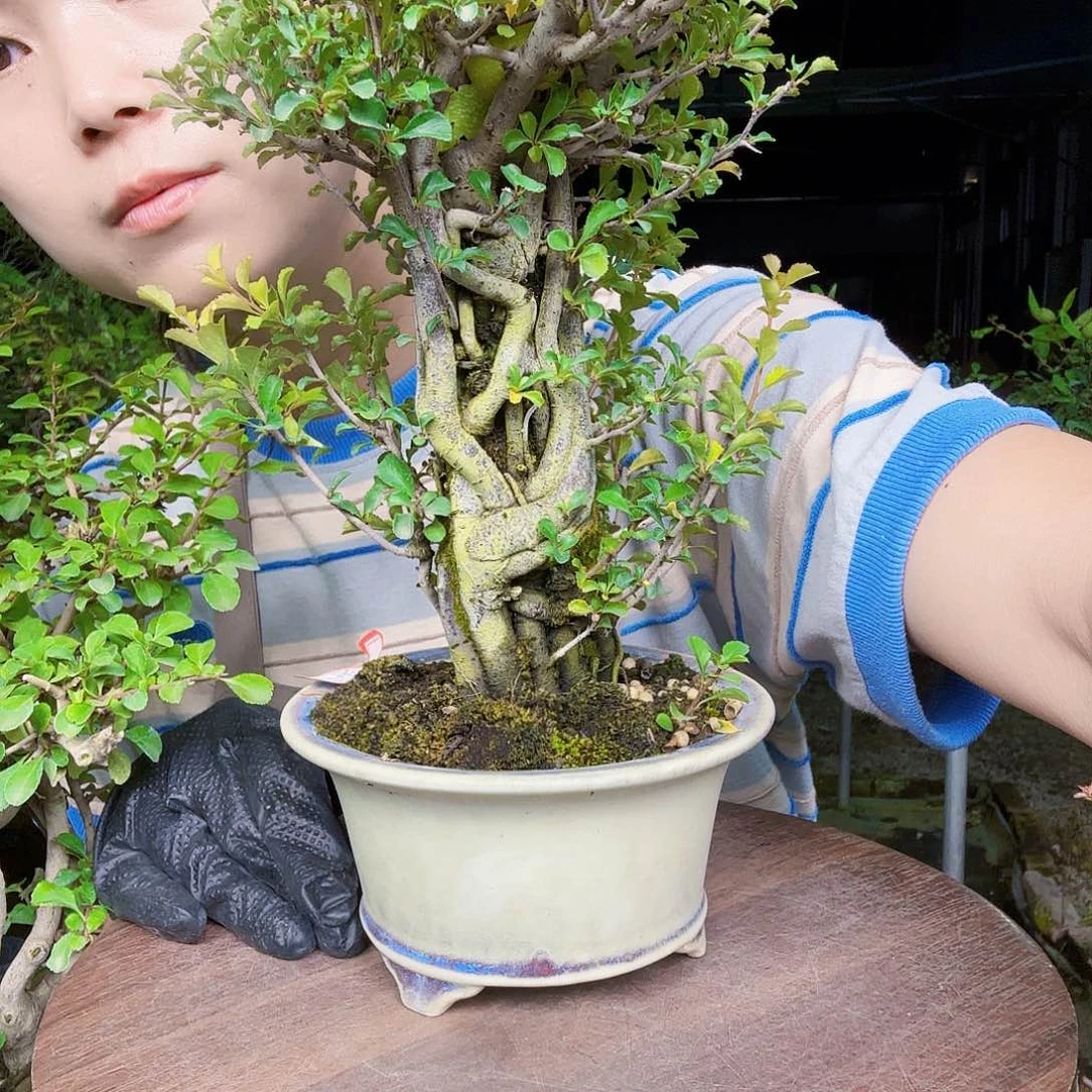 无花朵雅*力红花一号长寿梅提根老桩