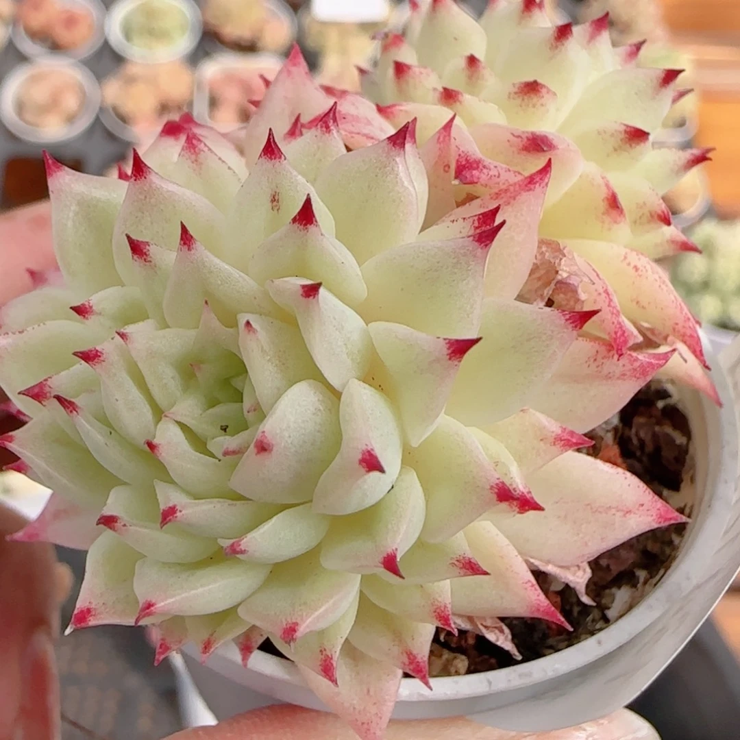 花语多肉1222-134绿魔仙散