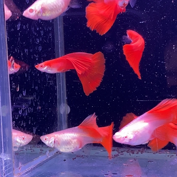 孔雀鱼血红玫瑰4对