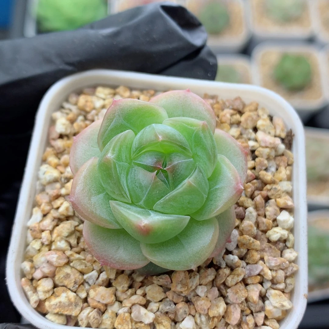 58包邮  群生不包整糖心88
