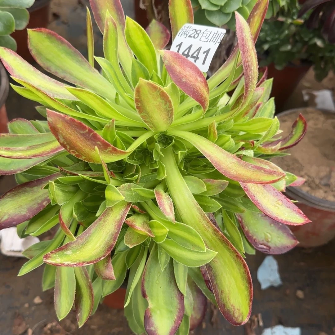韶华多肉1441满28包邮断枝不包