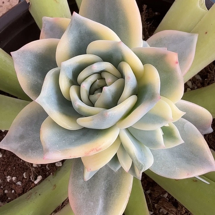 豆*果伊丽莎白锦腹轮锦一群