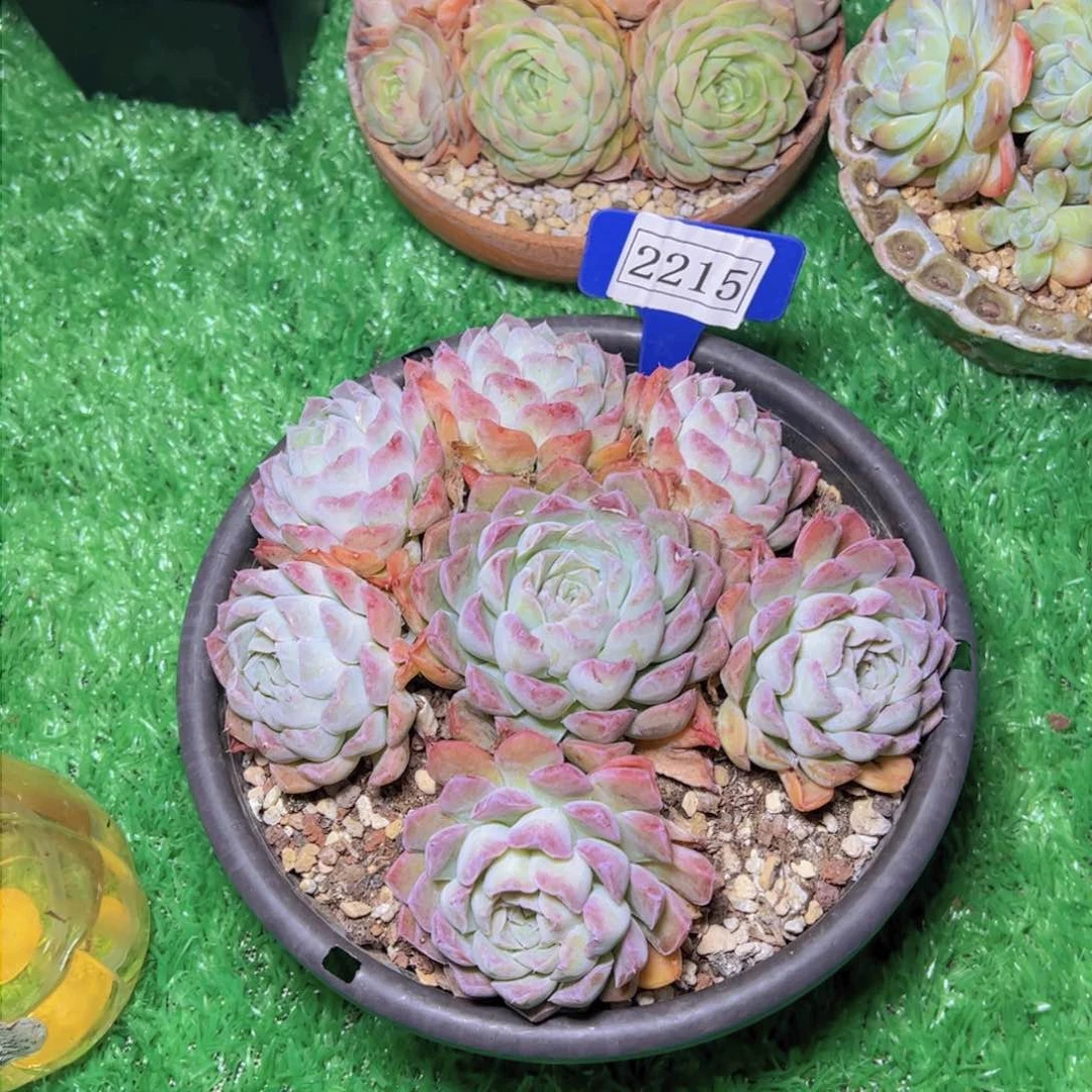 我**姐杂交2215多肉植物