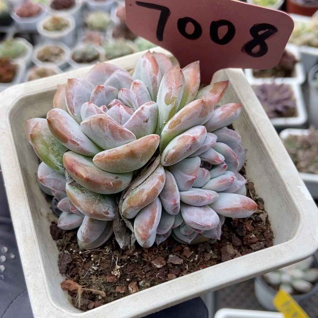 7008石榴籽多肉植物