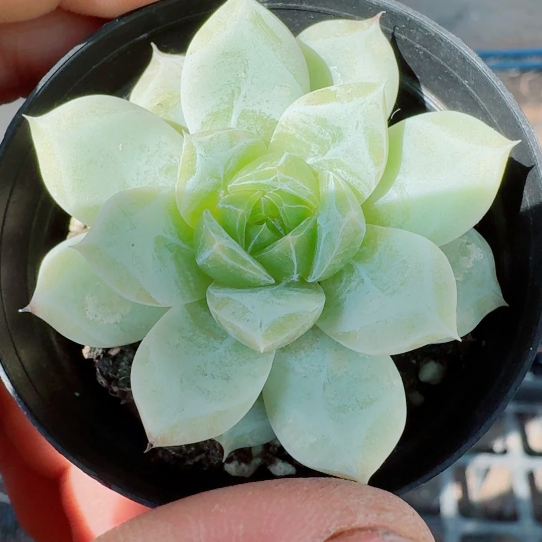 多肉杂交一物一拍11-27