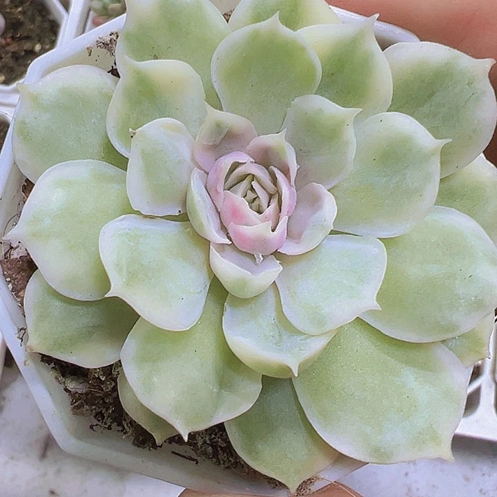 昂斯诺锦19包邮多肉植物