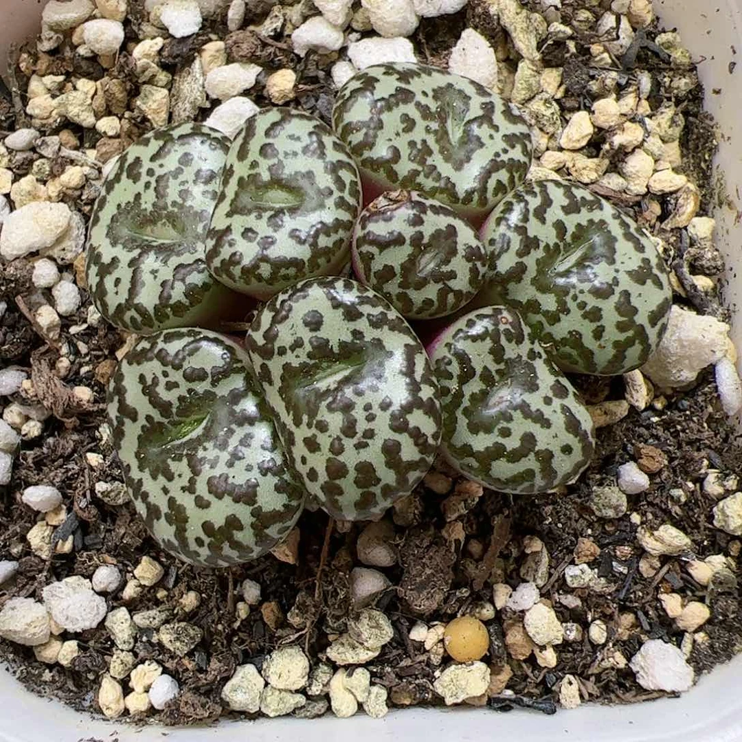 【闪购商品】98 115A85安贞