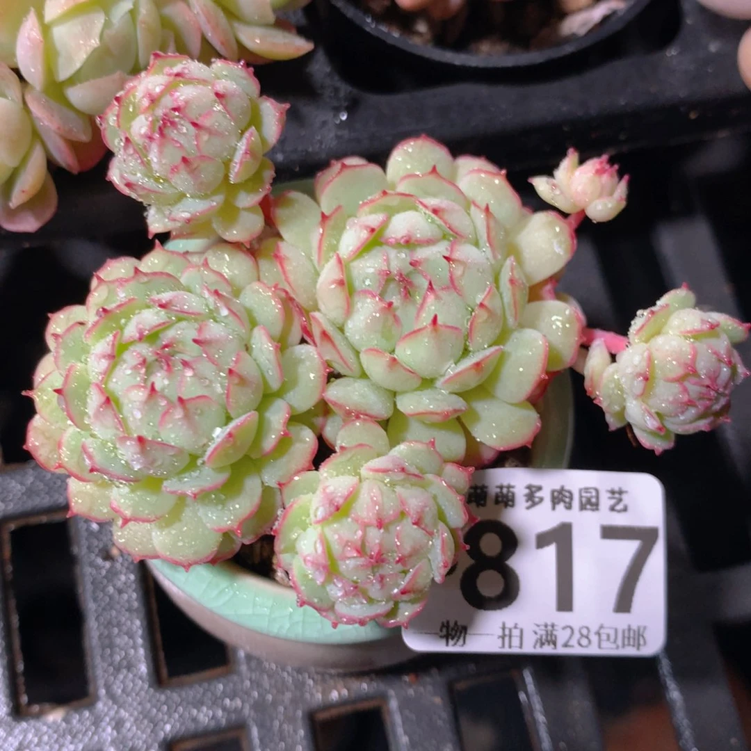 5CM拇指盆精控多肉ZD817