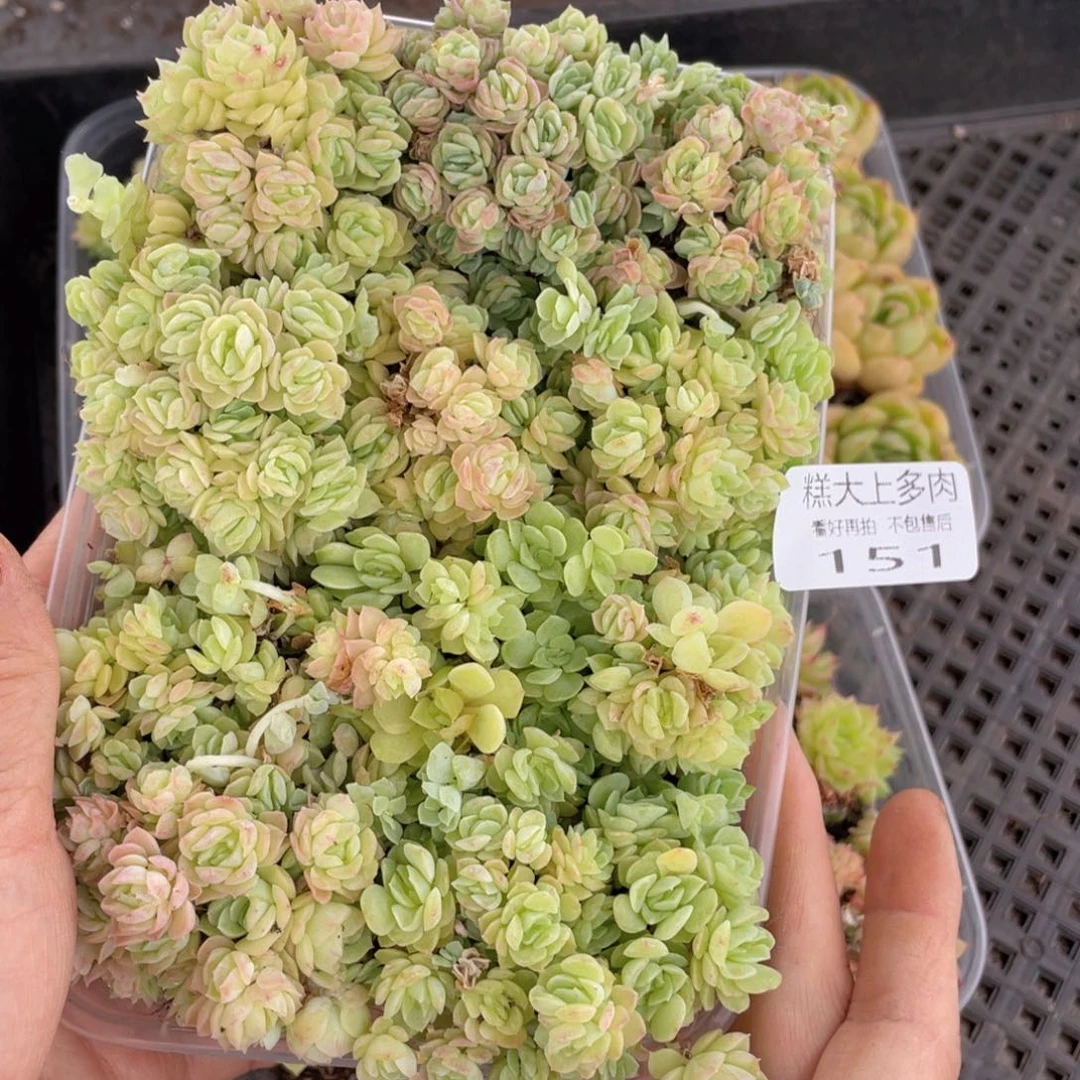 糕大上多肉植物151