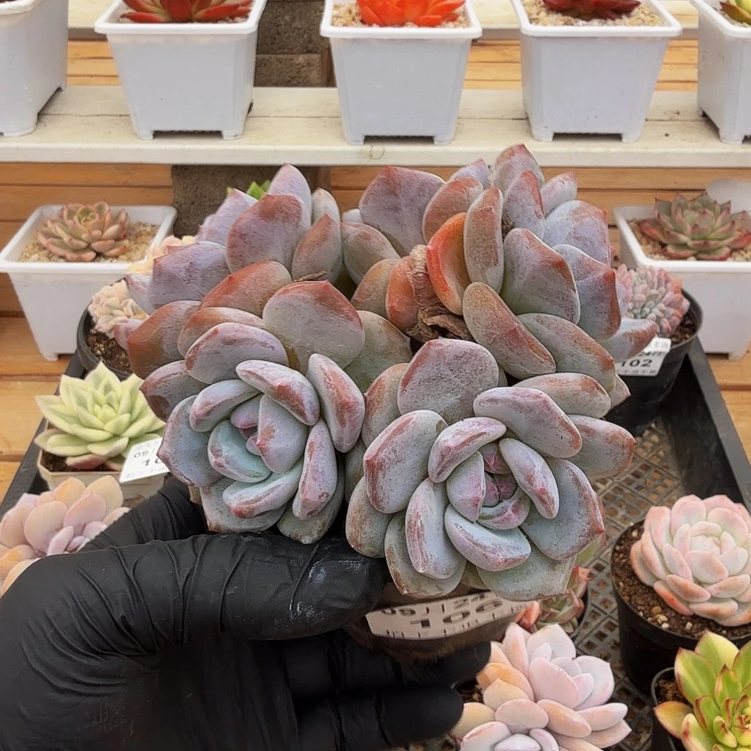 0924-106温斯莱特群