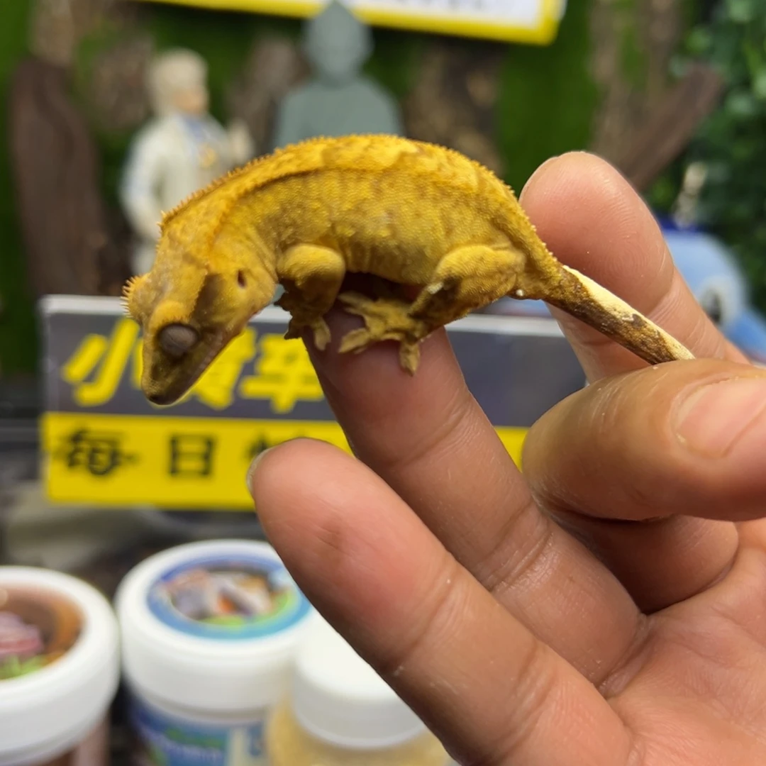 睫角守宫黄底双色波点