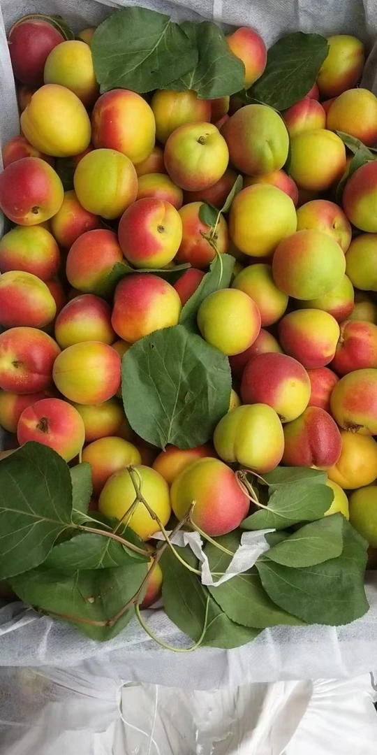 新鲜武乡梅杏酸甜可口现摘现发
