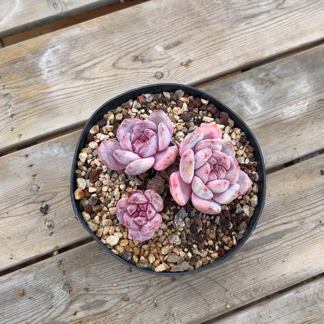 随单福利哈哈哈哈哈high哈