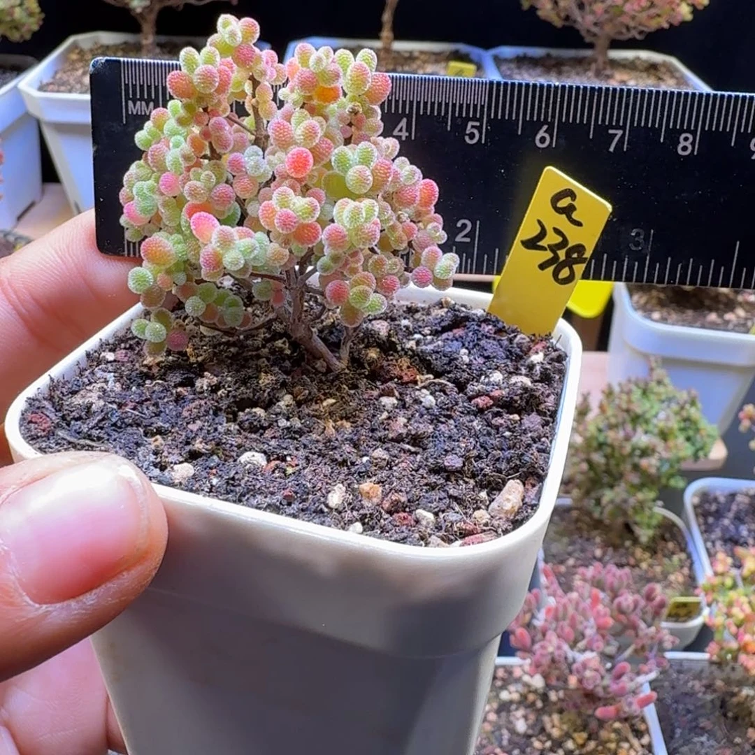 a238号橘子糖冠服4厘米左右