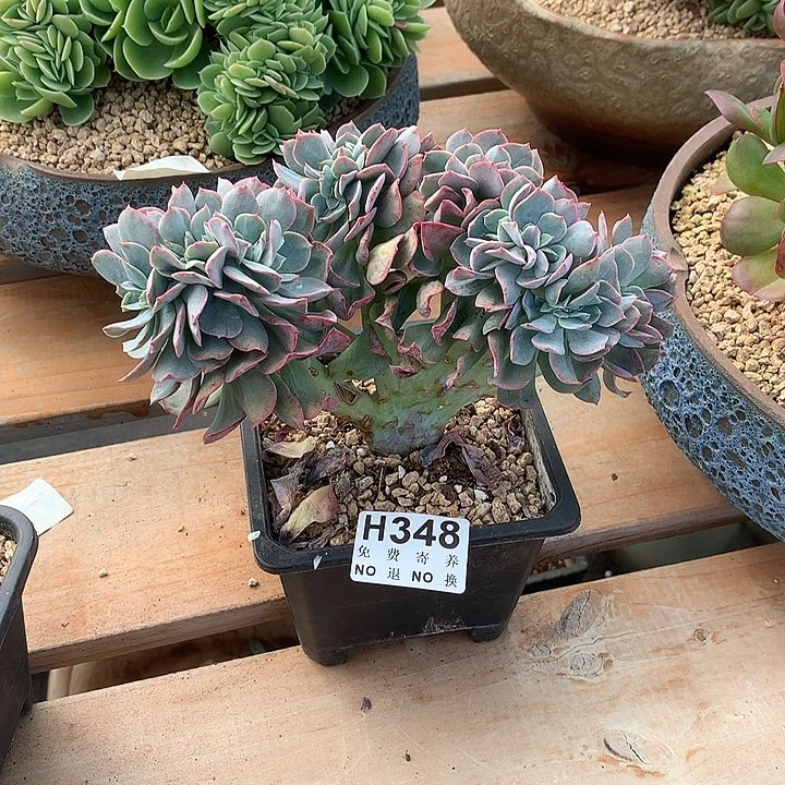 霞光缀化 非偏远38包邮 节后发