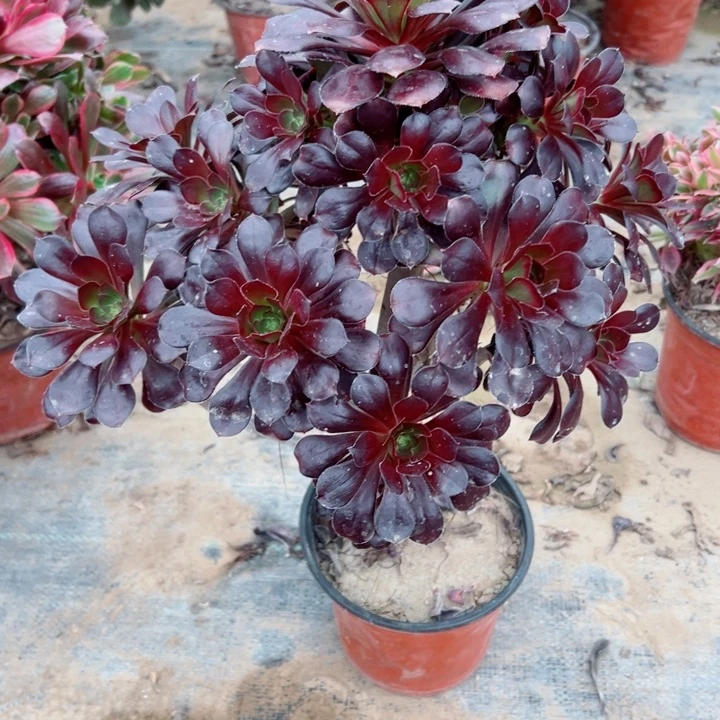 176圆叶多肉植物的生长