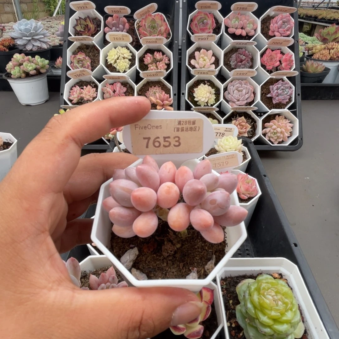 7653粉色恋人4.5厘米