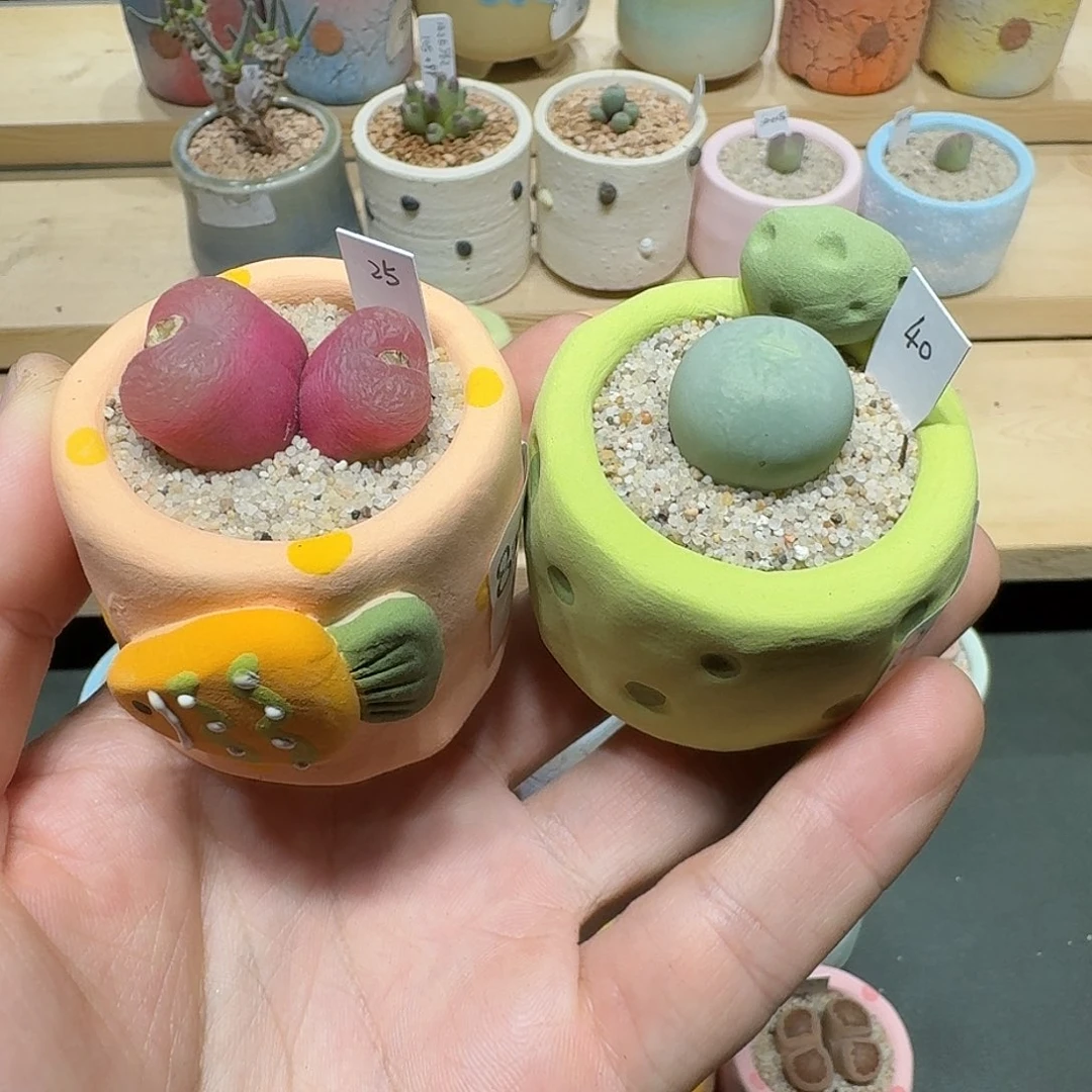 红陶木*西蘑菇956花和花盆