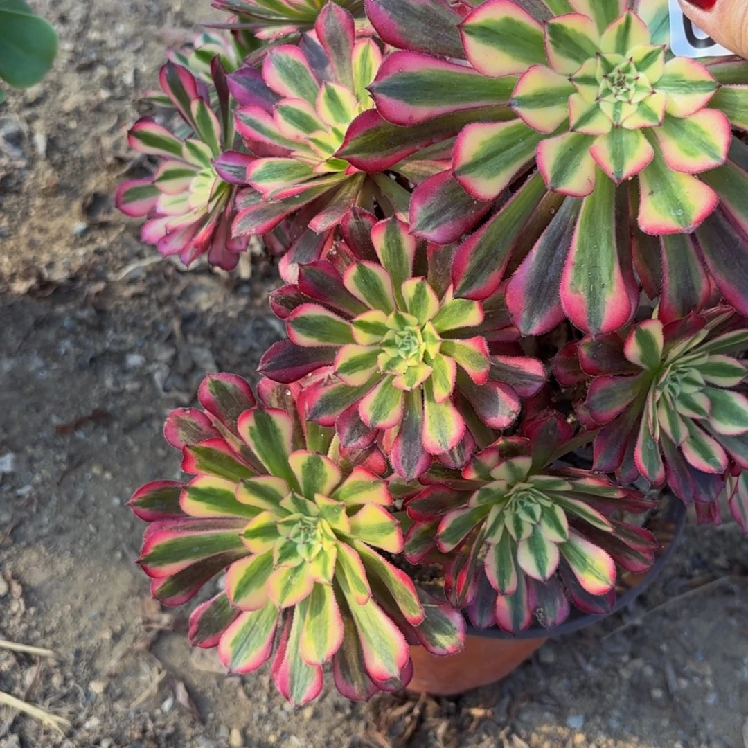 298多肉植物捧花的时候