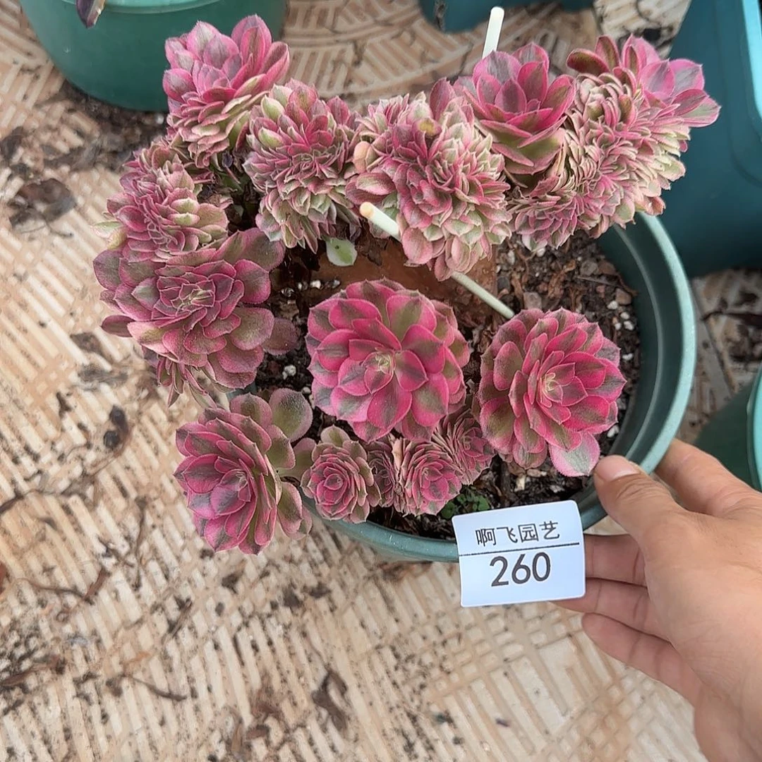 260多肉 荔枝缀福利