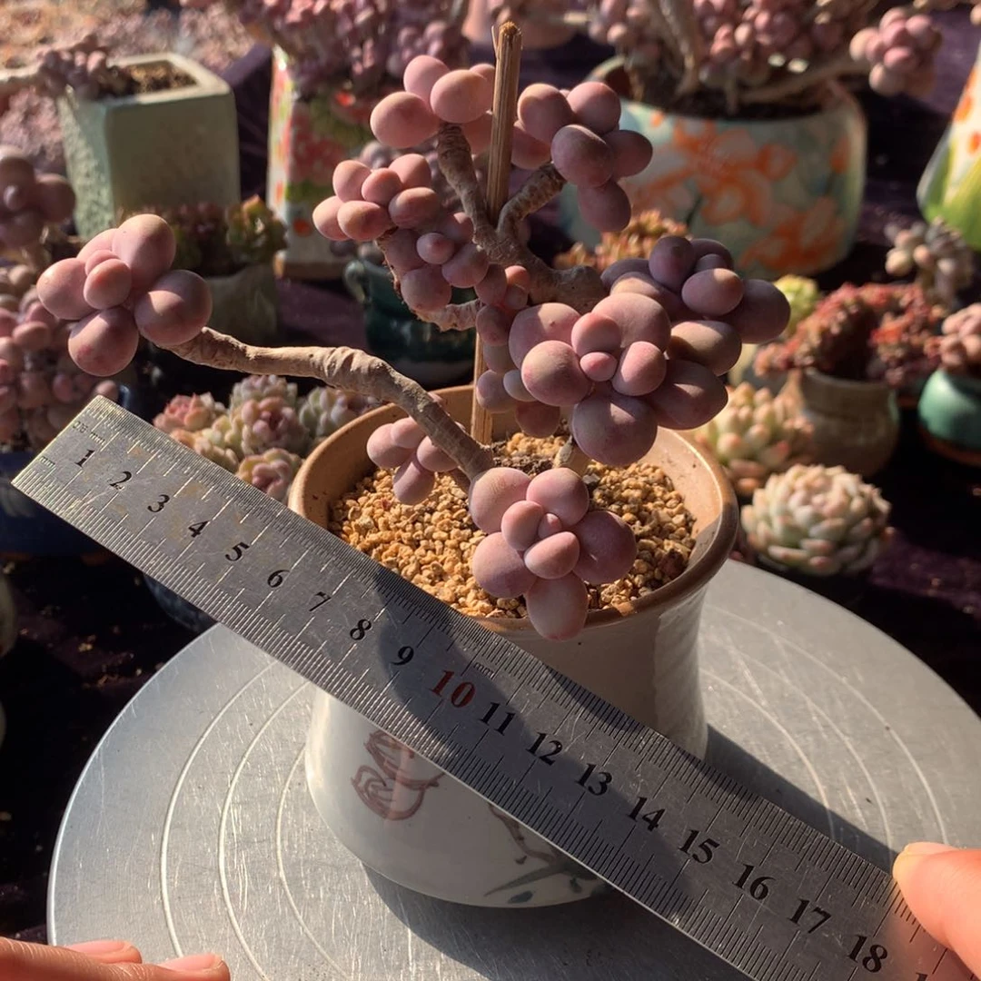 第***子13号带盆偏远地区不包邮的