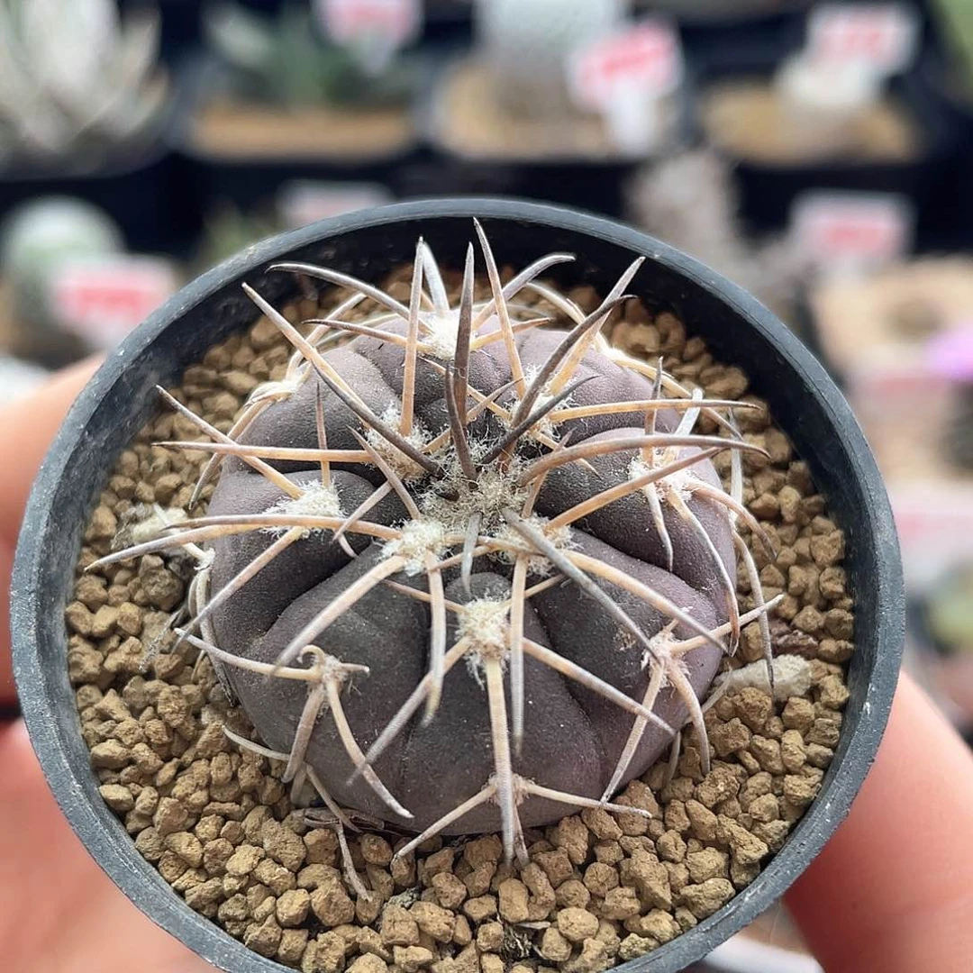 实生紫皮趴刺天平仙人球