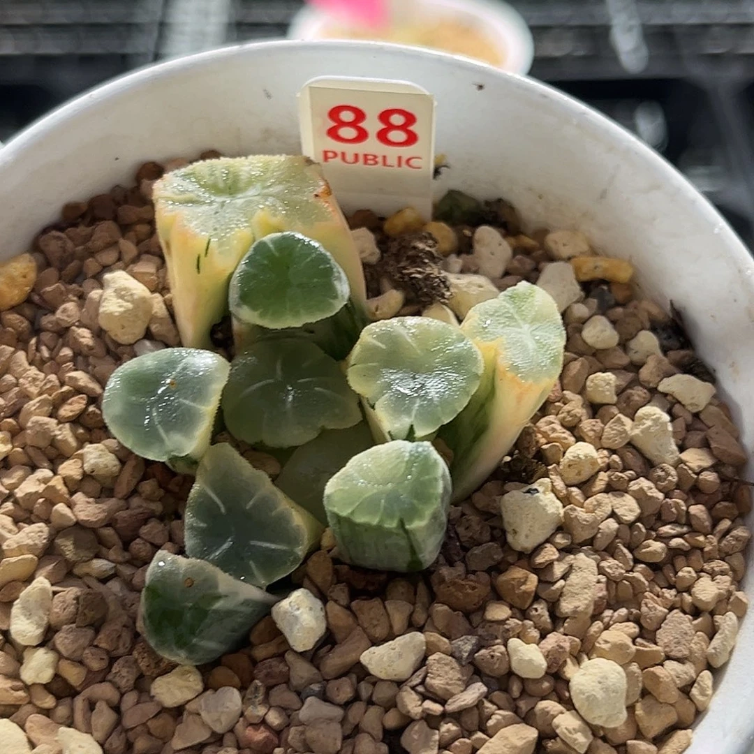 88糊斑万象锦福利