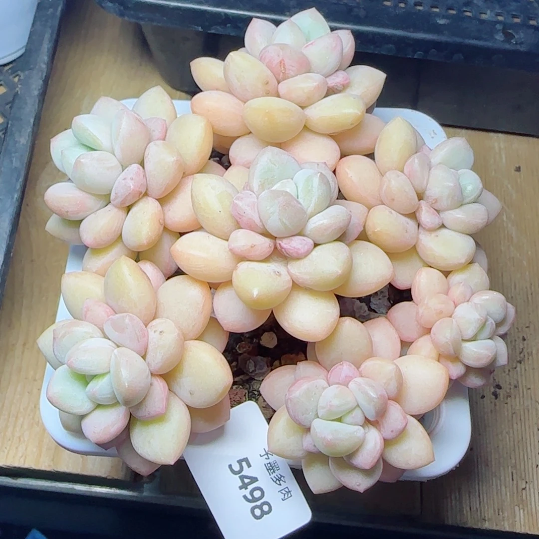 泡泡糖5498多肉植物